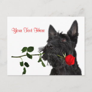 Scottish Terrier Puppy Röd ros Valentine Design Helg Vykort
