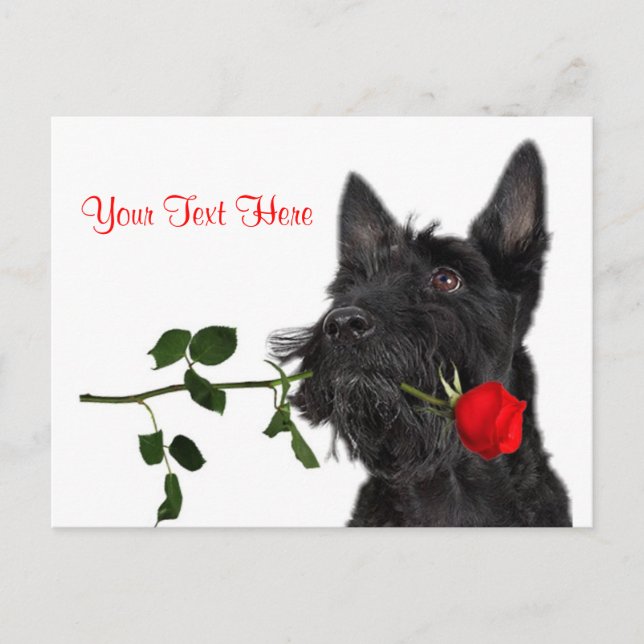 Scottish Terrier Puppy Röd ros Valentine Design Helg Vykort (Framsida)
