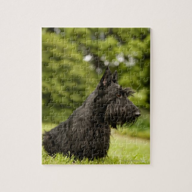 Scottish Terrier Pussel (Vertikal)