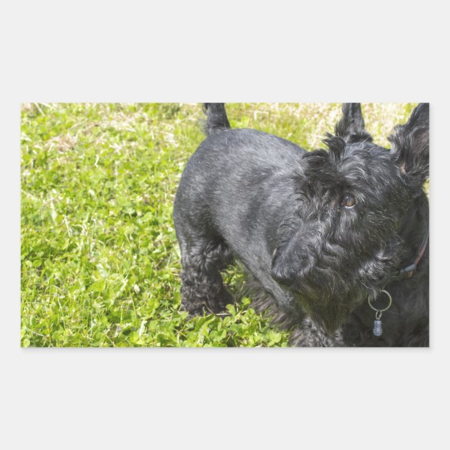 Scottish Terrier Rektangulärt Klistermärke (Framsida)