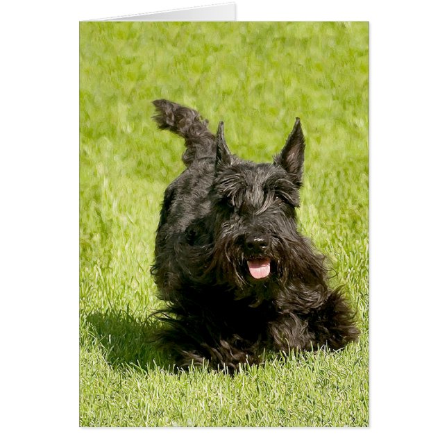 Scottish Terrier Running Free Hälsningskort (Framsidan)