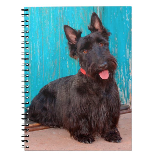 Scottish Terrier sitta med färglös dörr Anteckningsbok Med Spiral (Framsidan)