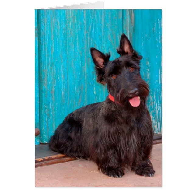 Scottish Terrier sitta med färglös dörr Hälsningskort (Framsidan)