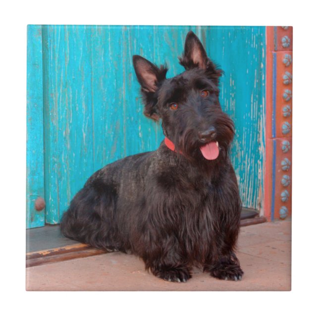 Scottish Terrier sitta med färglös dörr Kakelplatta (Framsidan)