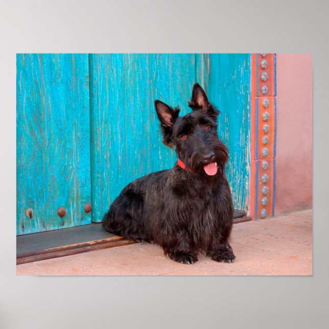 Scottish Terrier sitta med färglös dörr Poster (Framsidan)