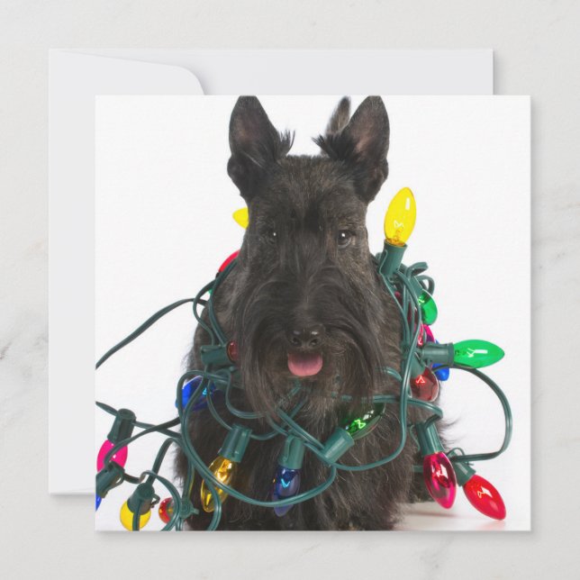 Scottish Terrier Tangled i Ljus Julkort (Framsida)