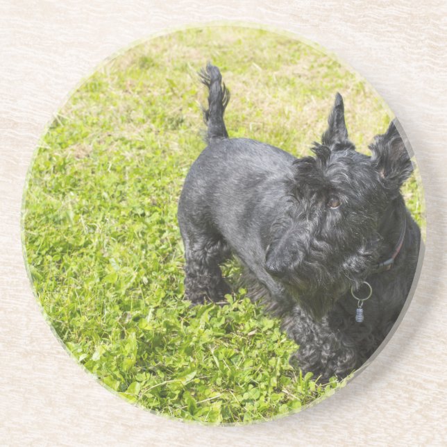 Scottish Terrier Underlägg Sandsten (Framsidan)
