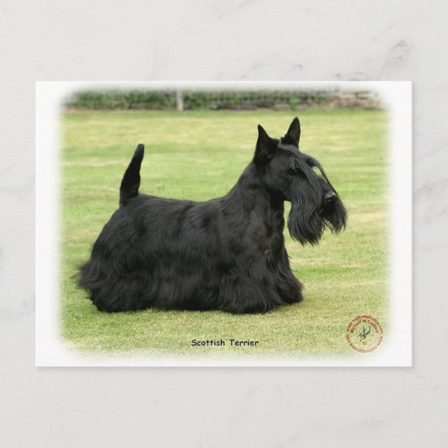 Scottish Terrier Vykort (Framsida)