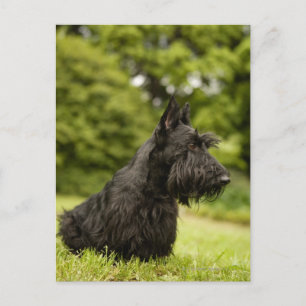 Scottish Terrier Vykort