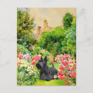 Scottish Terrier vykort