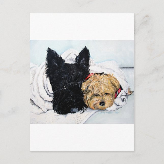 Scottish Terrier & Yorkie Best Friends Vykort (Framsida)