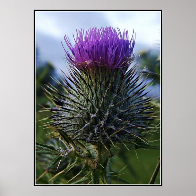 Scottish Thistle Fine Art Photography Poster (Framsidan)