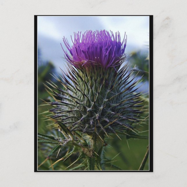 Scottish Thistle Fine Art Photography Vykort (Framsida)