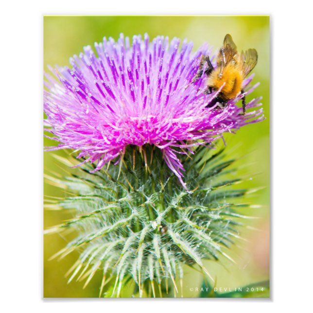 Scottish Thistle Fototryck (Framsidan)