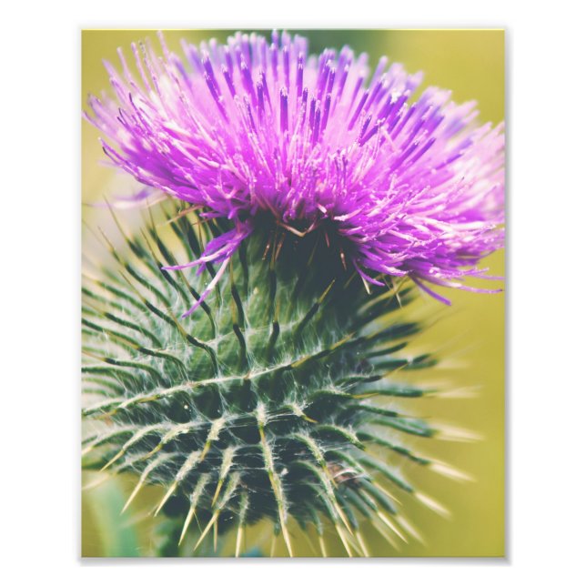 Scottish Thistle Fototryck (Framsidan)