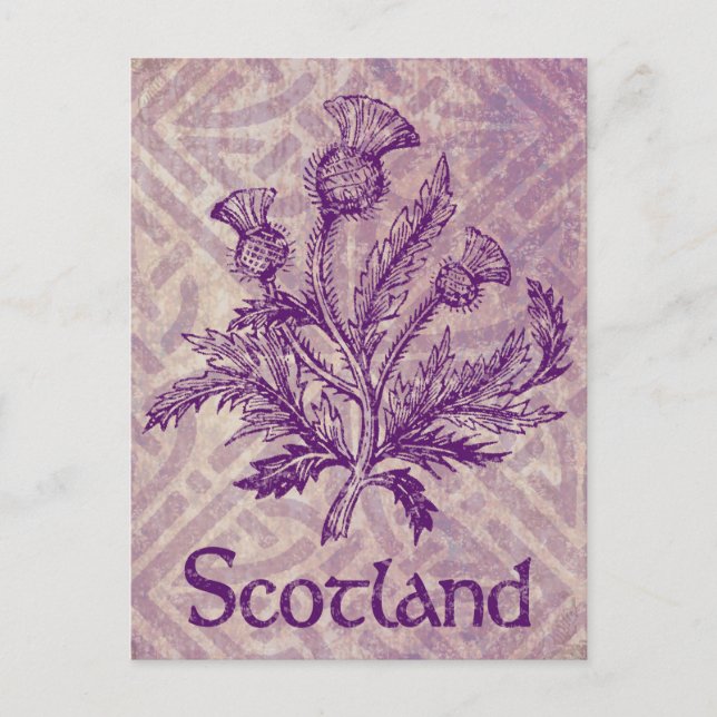 Scottish Thistle Lila Celtic Knot Vykort (Framsida)