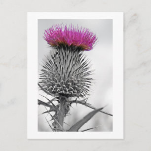 Scottish Thistle Postcard Vykort