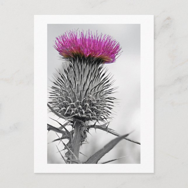 Scottish Thistle Postcard Vykort (Framsida)