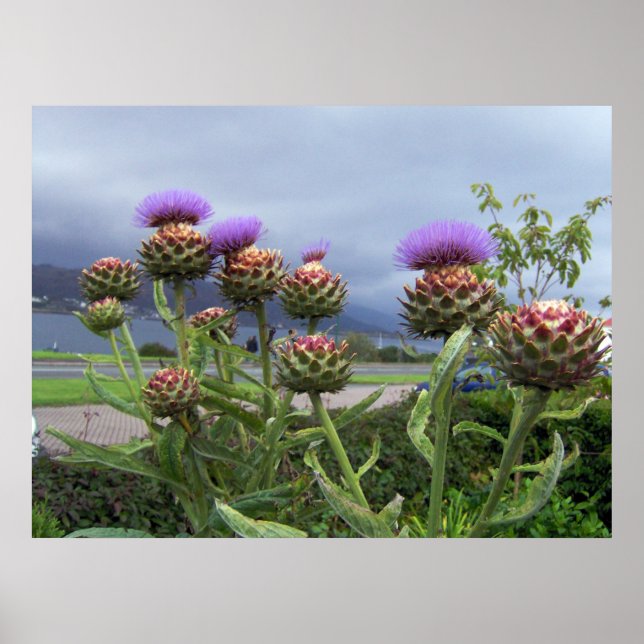 Scottish Thistle Poster (Framsidan)
