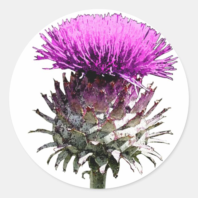 Scottish Thistle Runt Klistermärke (Framsida)