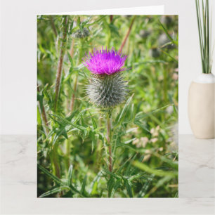 Scottish Thistle Tack Kort