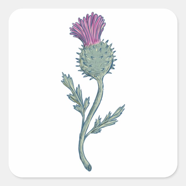 Scottish Thistle Teckning Fyrkantigt Klistermärke (Framsida)