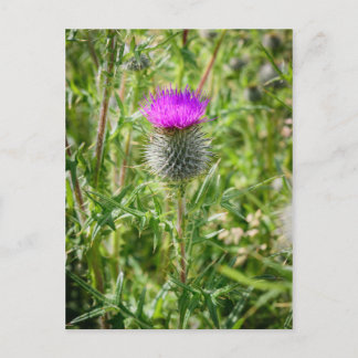 Scottish Thistle Vykort