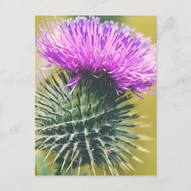Scottish Thistle Vykort (Framsida)
