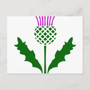 Scottish Thistle Vykort