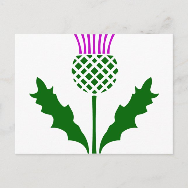 Scottish Thistle Vykort (Framsida)