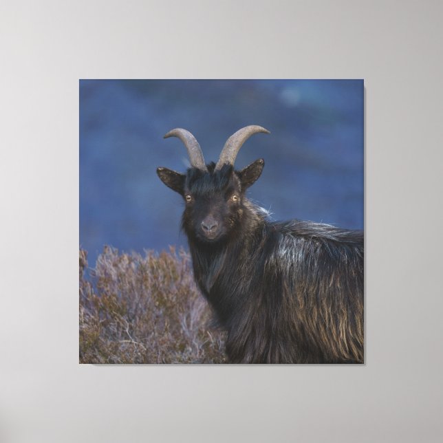 Scottish Vild Goat Canvastryck (Framsida)