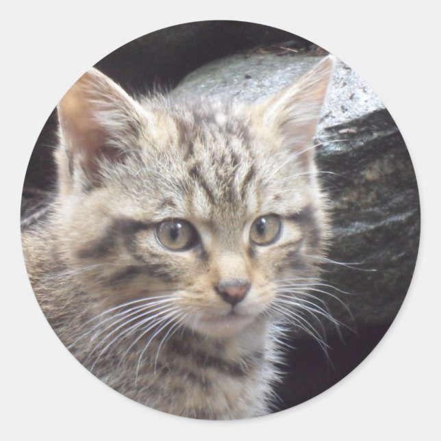 Scottish Wildcat Runt Klistermärke (Framsida)