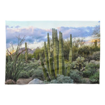 Scottsdale Succulent Sunset