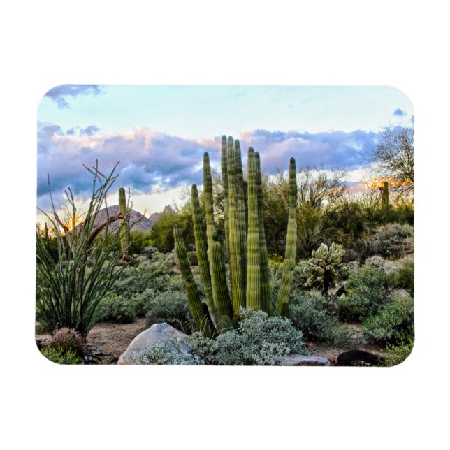 Scottsdale succulent Sunset Magnet (Horisontell)