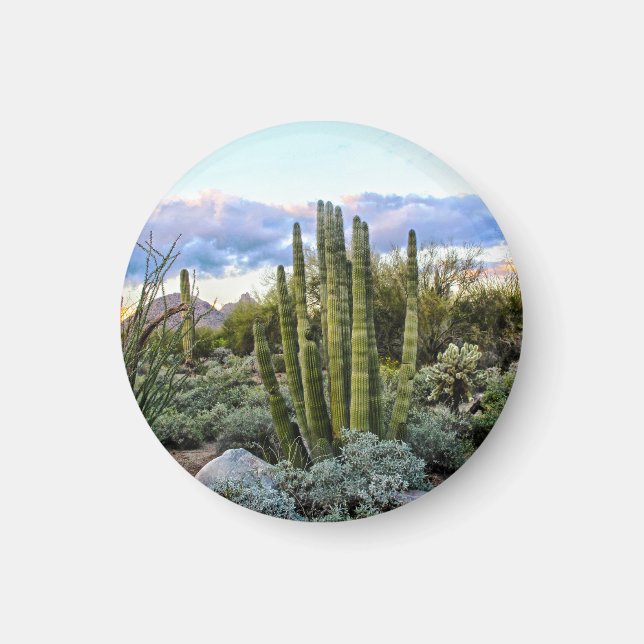 Scottsdale succulent Sunset Magnet (Framsidan)
