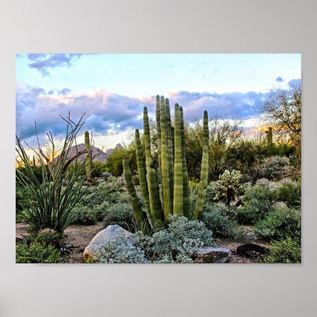 Scottsdale Succulent Sunset Poster (Framsidan)