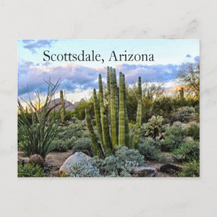 Scottsdale Succulent Sunset Vykort