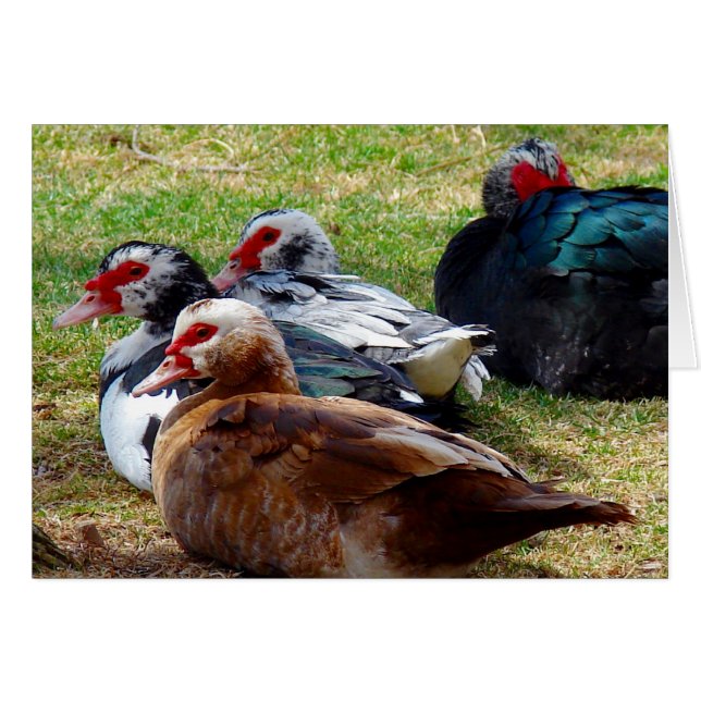 Scovies Hälsningskort (Framsidan Horizontal)