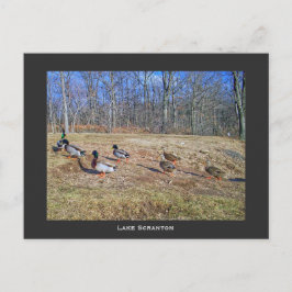 Scranton PA-Sjö Scranton Post Card-Anka Walk Vykort
