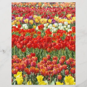 Scrapbooking brevpapper Färgrik Tulpan Flora