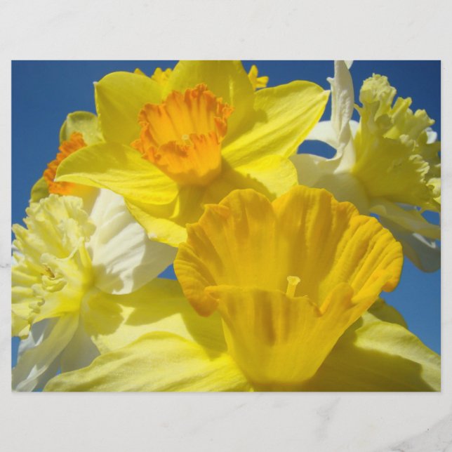Scrapbookingpapper Gula Narcisser Blommor (Framsida)