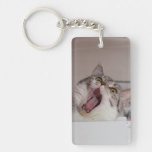 Screaming British Shorthair