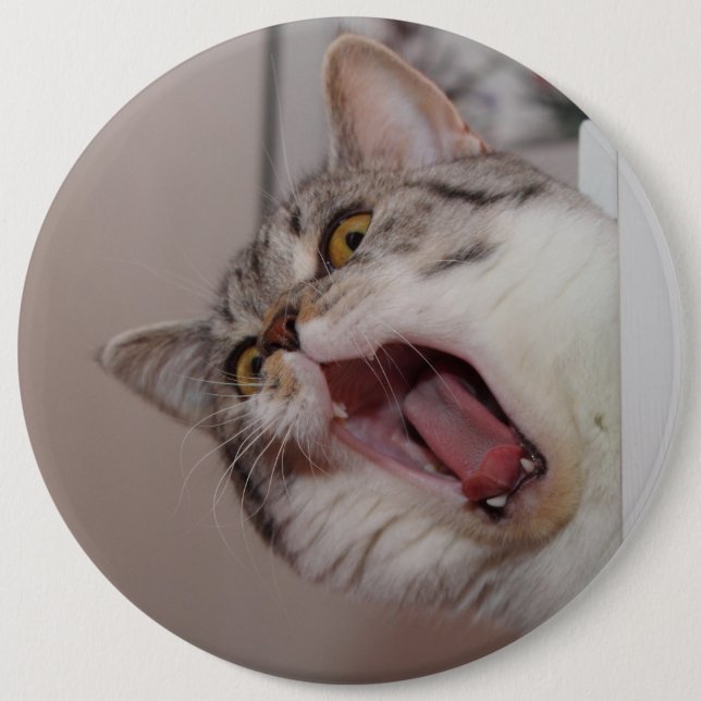 Screaming British Shorthair Knapp (Framsida)