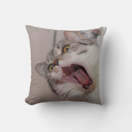 Screaming British Shorthair Kudde