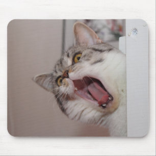 Screaming British Shorthair Musmatta