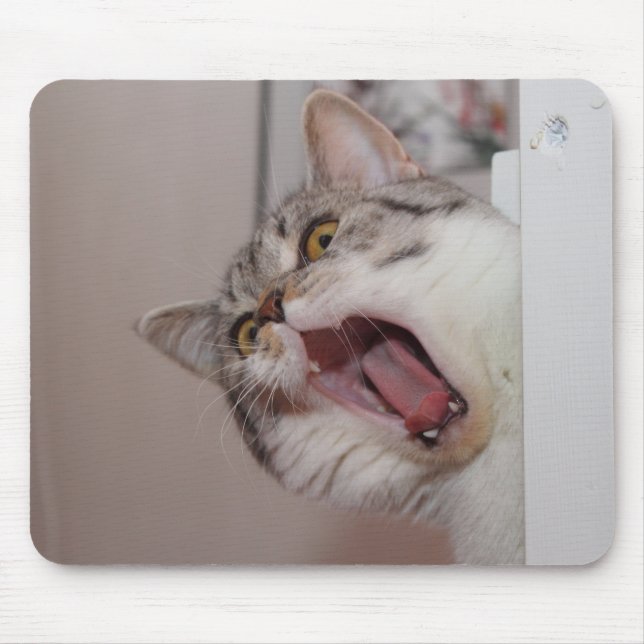 Screaming British Shorthair Musmatta (Framsidan)
