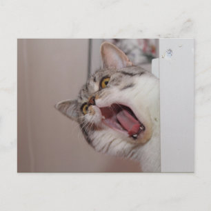 Screaming British Shorthair Vykort