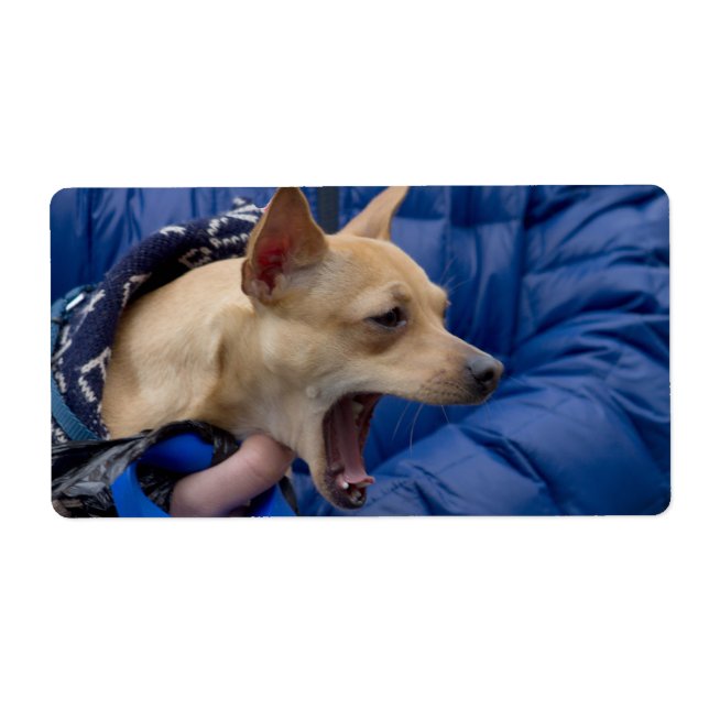 Screaming Chihuahua Fraktsedel (Framsidan)
