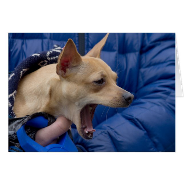 Screaming Chihuahua Hälsningskort (Framsidan Horizontal)