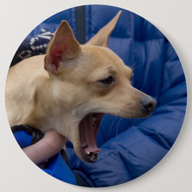Screaming Chihuahua Knapp (Framsida)